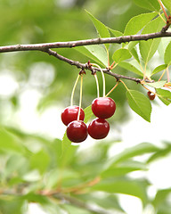 Image showing cherries 