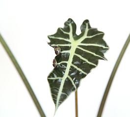 Image showing Alocasia compacta