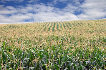 Image showing Field corn 