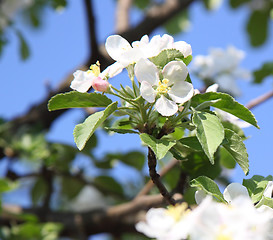 Image showing apple blossom