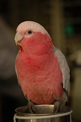 Image showing Pink parrot