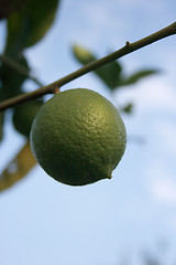 Image showing Lemon