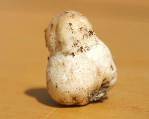 Image showing white fungus 