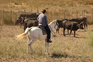 Image showing Le Camargue1