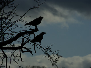 Image showing Crows