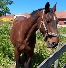 Image showing Horse