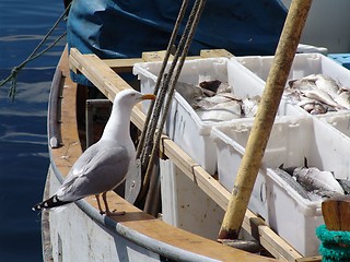 Image showing Seagull