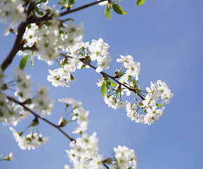 Image showing Flower