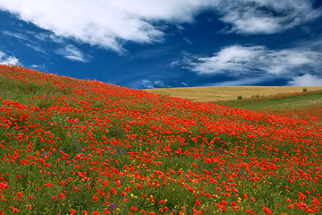 Image showing red poppies