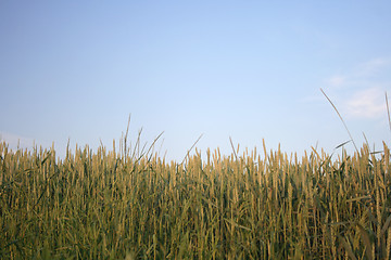 Image showing wheat