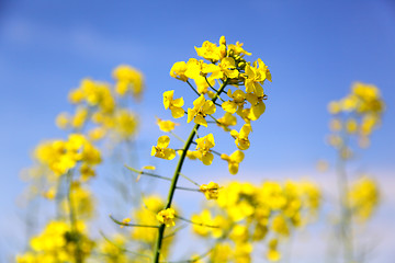 Image showing rape field