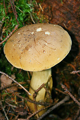 Image showing mushroom 