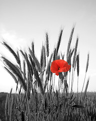 Image showing red poppy 