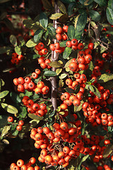 Image showing red rowan