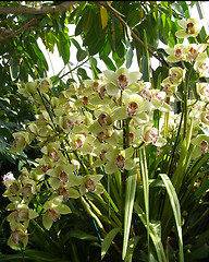 Image showing orchid