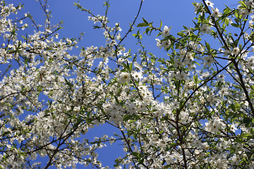 Image showing cherry blossoms