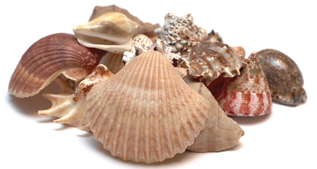 Image showing Seashells 