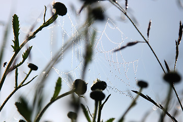 Image showing spiders