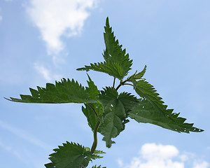 Image showing Nettle 