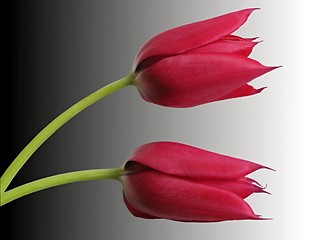 Image showing tulips