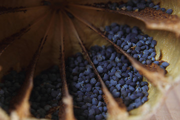 Image showing detail of poppy seeds (food ingredient)