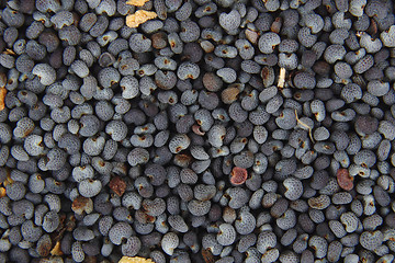 Image showing detail of poppy seeds (food ingredient)