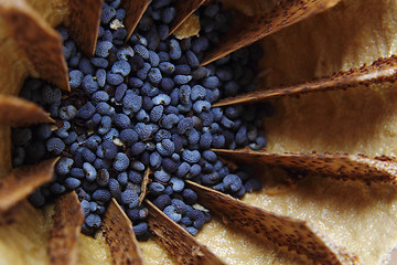 Image showing detail of poppy seeds (food ingredient)