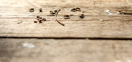 Image showing Flies eating 