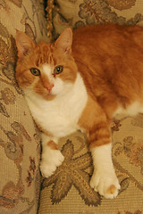 Image showing Cat with six toes