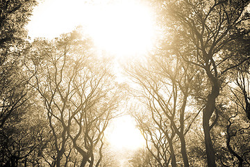 Image showing NYC Central Park Trees Sepia