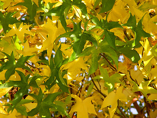 Image showing Autumn background