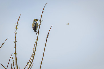 Image showing Lunch Flies By