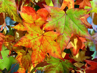 Image showing Autumn background