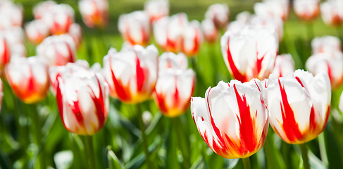 Image showing Happu Generation tulip