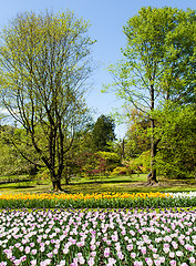 Image showing Tulips garden