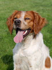 Image showing Brittany Spaniel dog