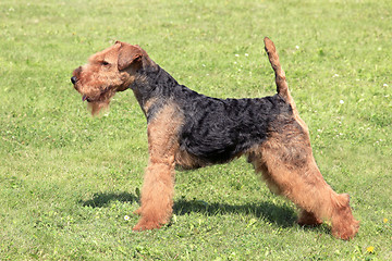 Image showing Welsh Terrier dog