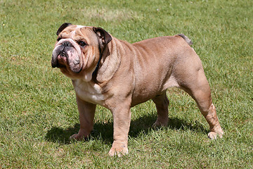 Image showing The English Bulldog on the green grass