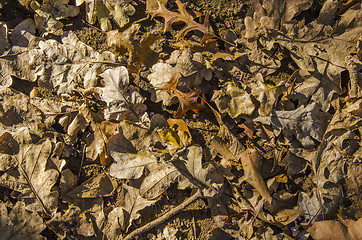 Image showing Autumn Leaves on the Ground