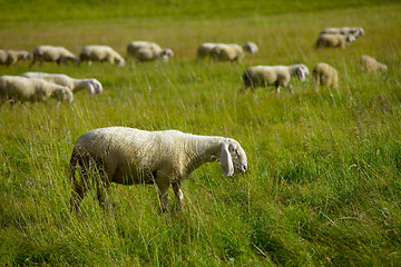 Image showing Sheep