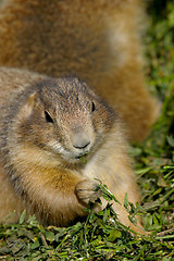 Image showing Prairie dog