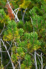 Image showing Pine tree