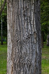 Image showing Tree trunk