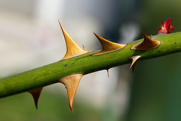 Image showing Thorns