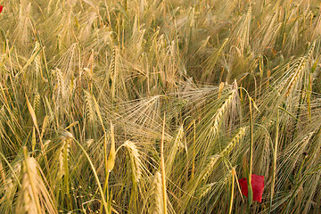 Image showing Wheat