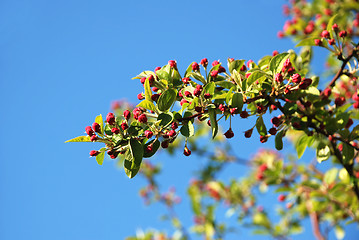 Image showing Crab apple branch with pink blossom buds