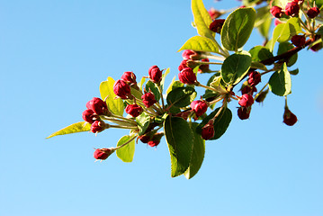 Image showing Closeup of pink crab apple blossom buds