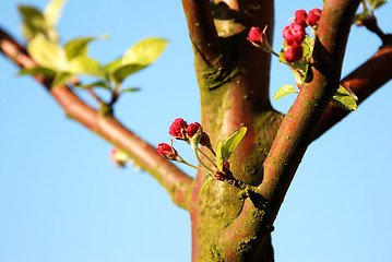 Image showing Crab apple blossom buds in sunlight