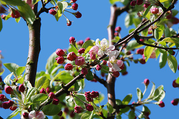 Image showing Crab apple blossom and flower buds