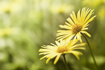 Image showing yellow flower background